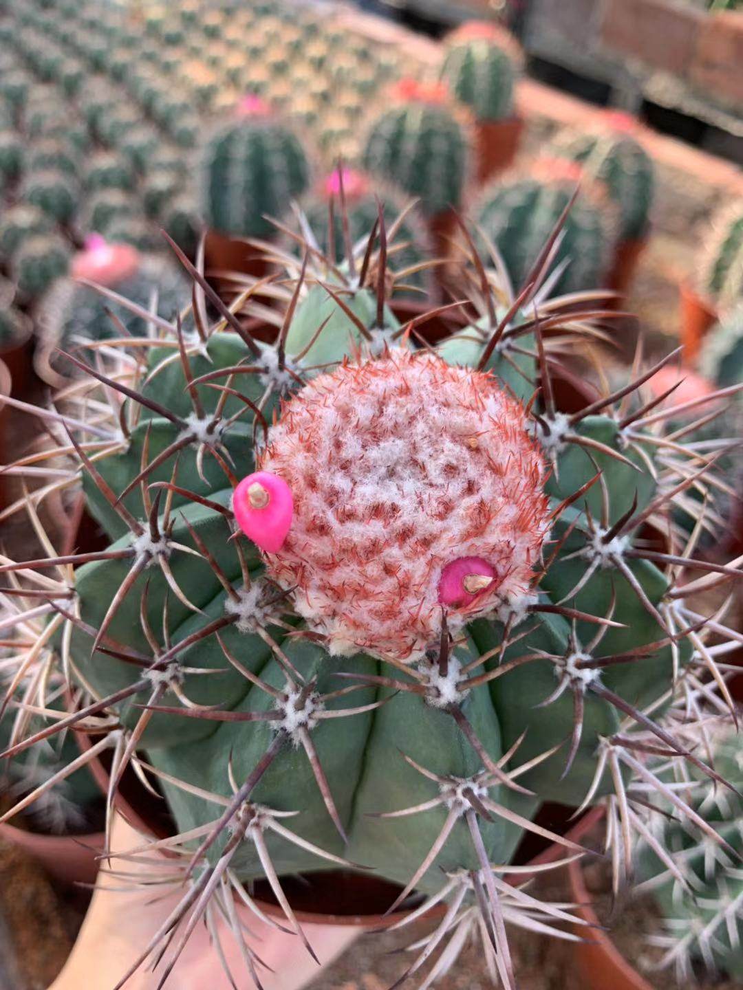 四海园艺层云魔云卷云桃云蓝云云属实生仙人球可一物一拍出云大型