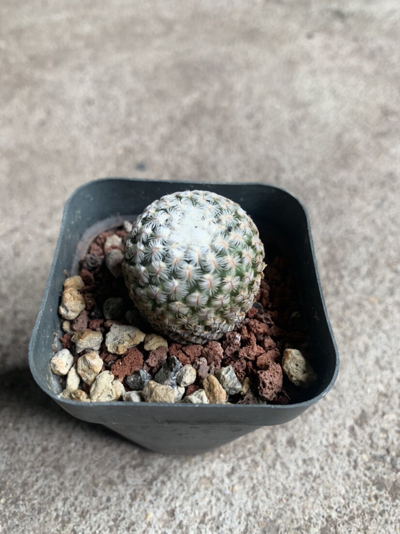 四海园艺蔷薇仙人稀有品种娇丽属多植物盆栽多肉植物