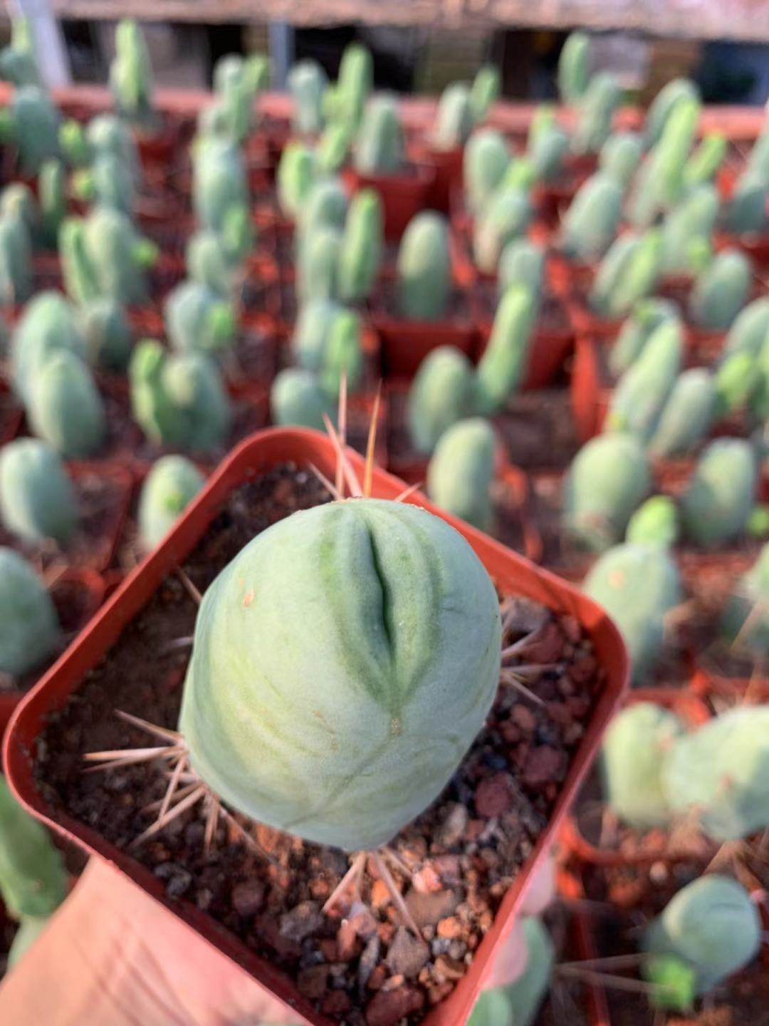 四海园艺程程柱精品仙人防辐射实生单头多多肉植物