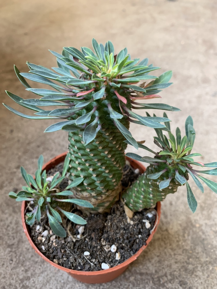 四海园艺铁甲麒麟大戟科多肉植物仙人绿植盆栽多肉植物