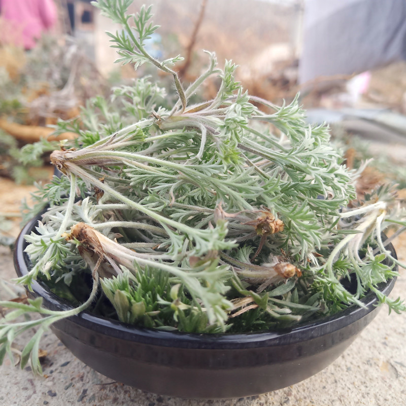 茵陈2022年白蒿苗野生新鲜正月三月绵茵陈嫩芽嫩芽其他药食同源食品