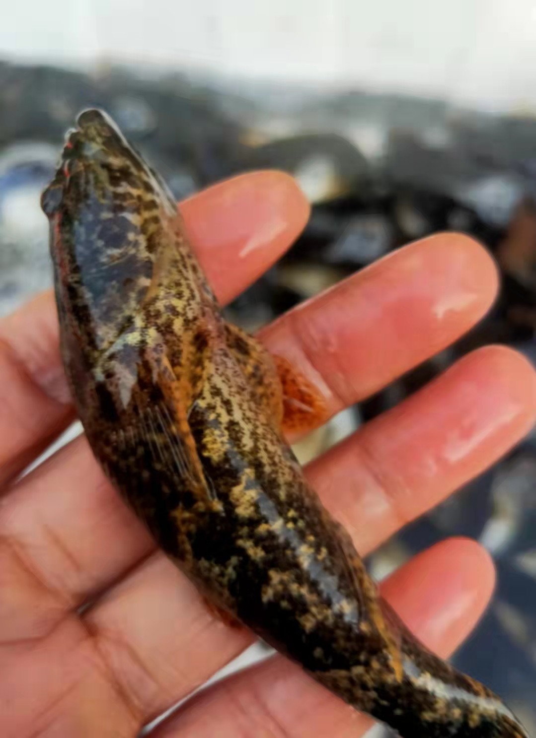 千岛湖淡水野生笋壳鲜活老虎头食用呆子子鱼小溪淡水鱼类