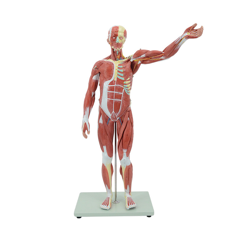 模型肌肉解剖人体骨骼器官美术艺用雕塑医用其他模型玩具