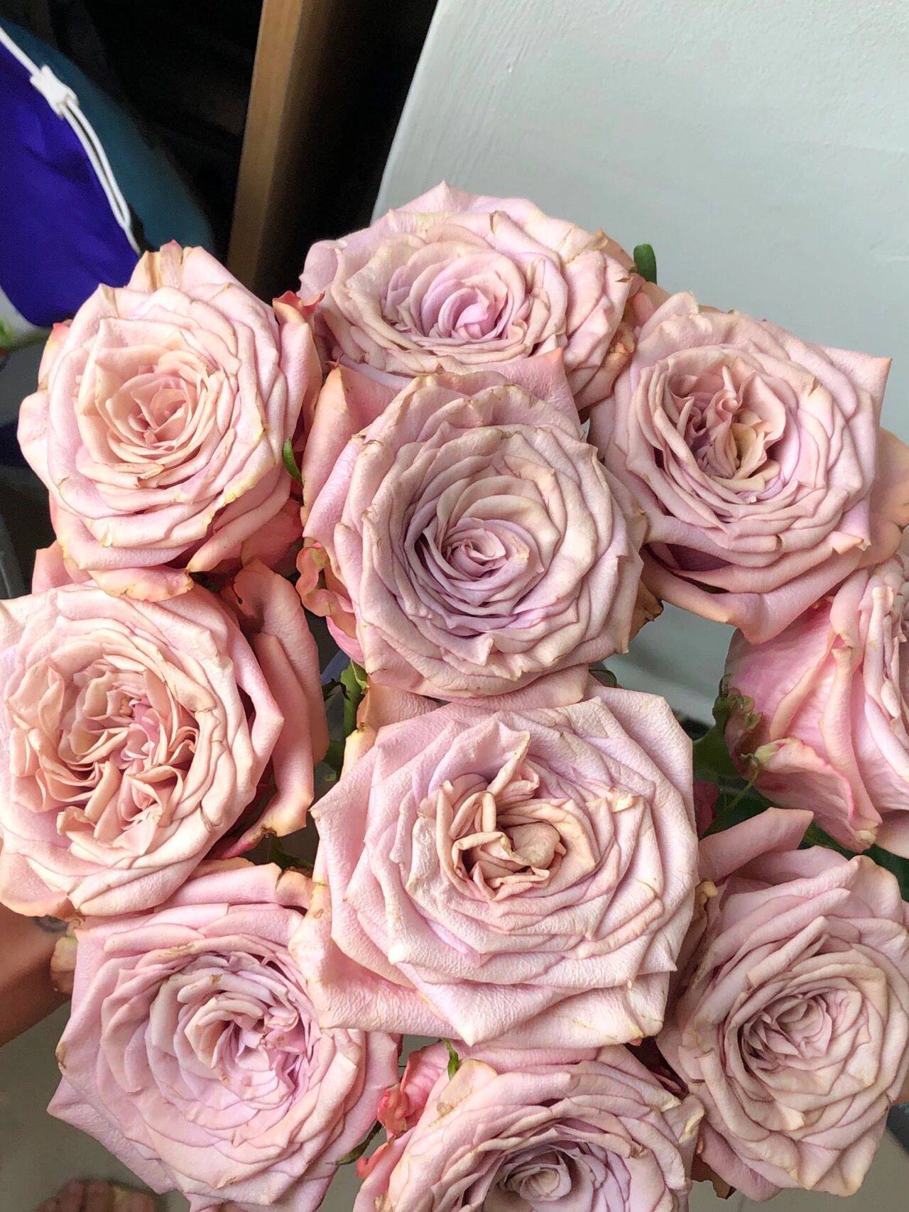 铃兰家月光之尘2021年新品切花木本玫瑰玫瑰花花苗时令草本花卉