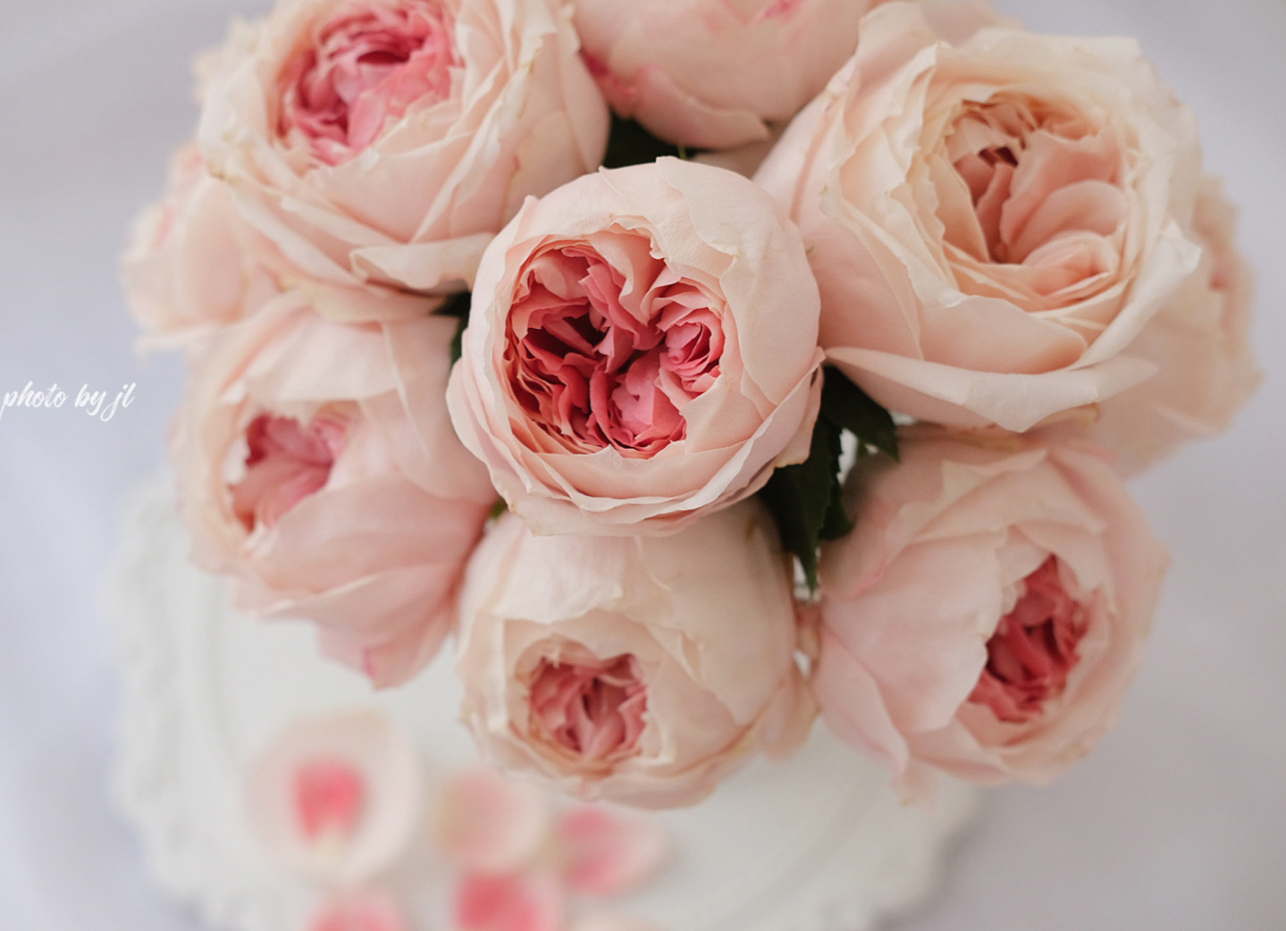 铃兰家樱花公主新品粉色包子花园玫瑰玫瑰花花苗盆栽月季