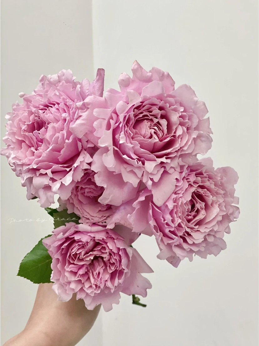 铃兰家索菲罗莎粉色月季浓香香可灌可藤大花多时令草本花卉