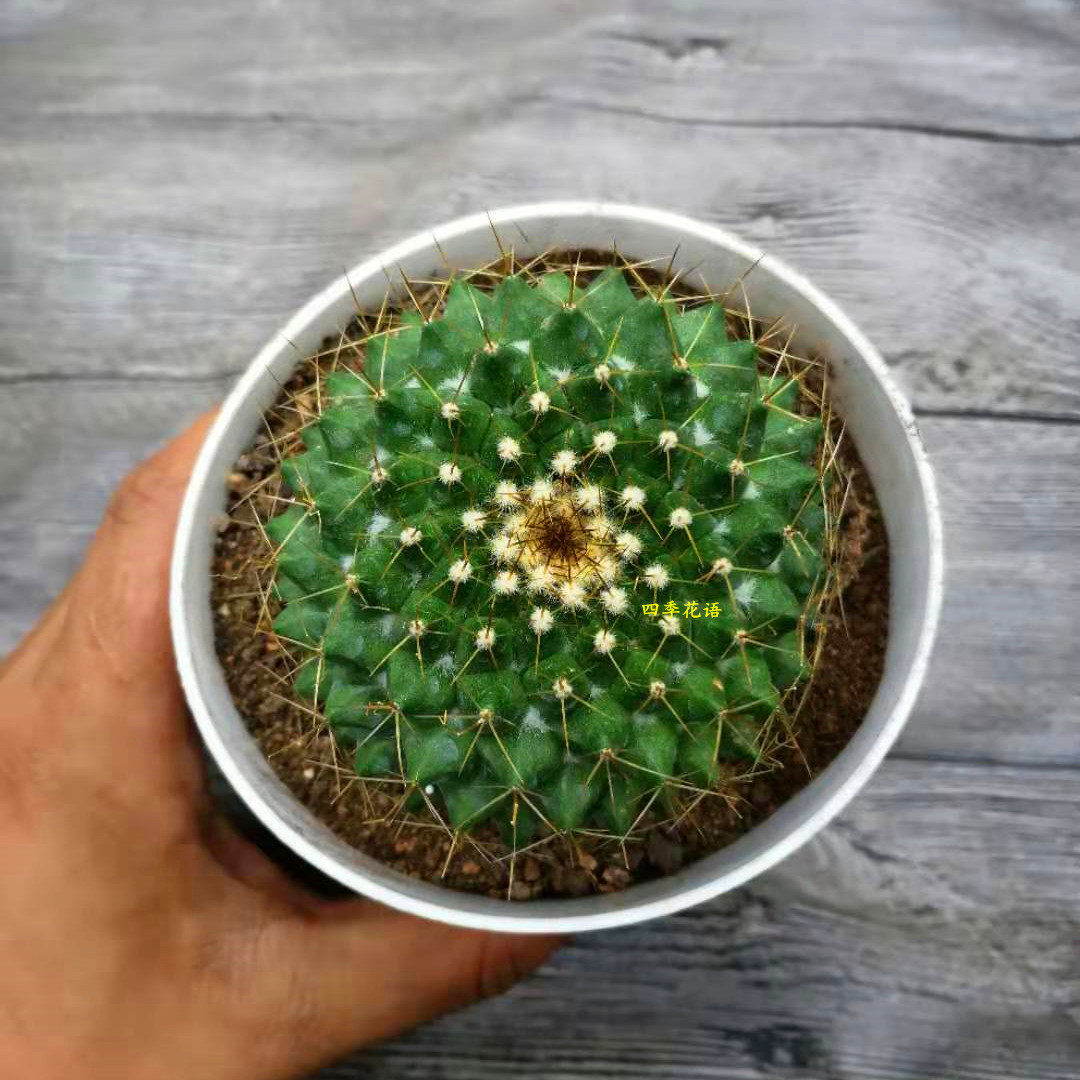 金洋丸实生品种仙人球 乳突球属黄绿色球体基本都开黄花 多肉植物