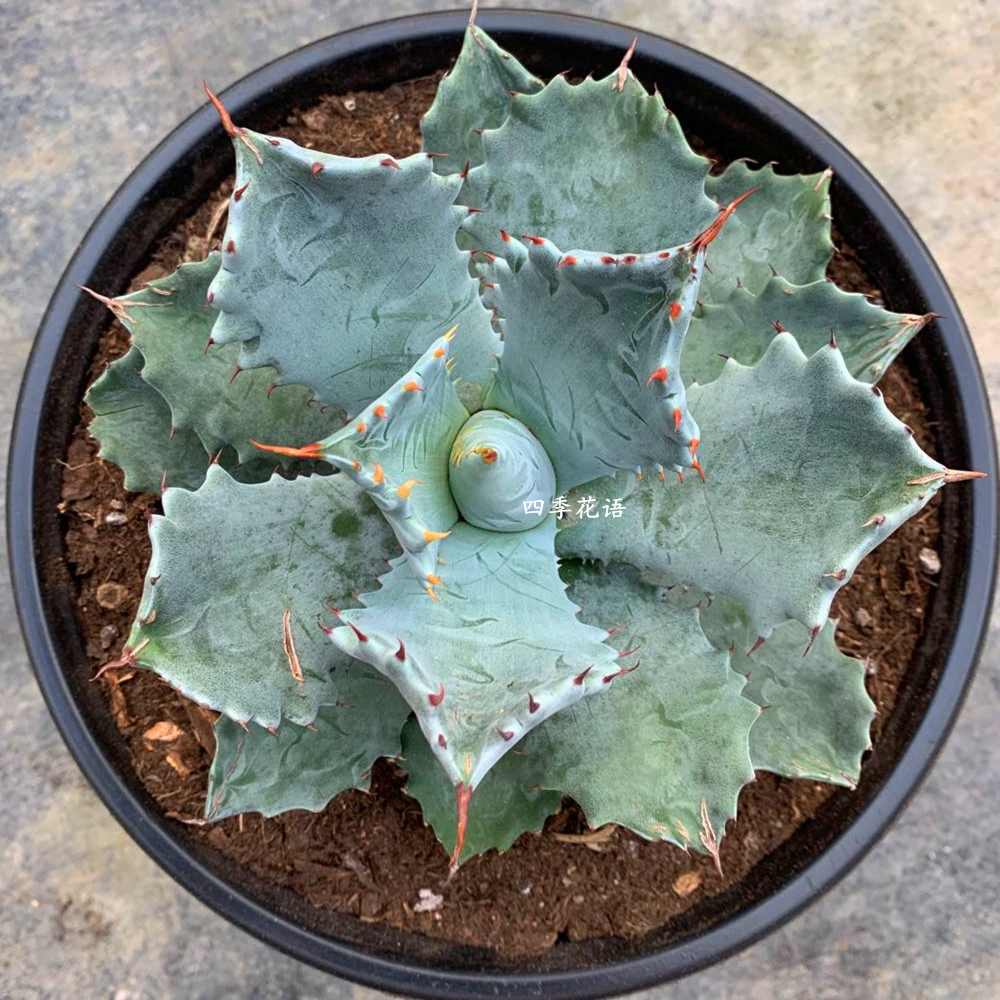 龙舌甲蟹盆栽兰科植物连刺兰苗品种花卉多肉多肉植物