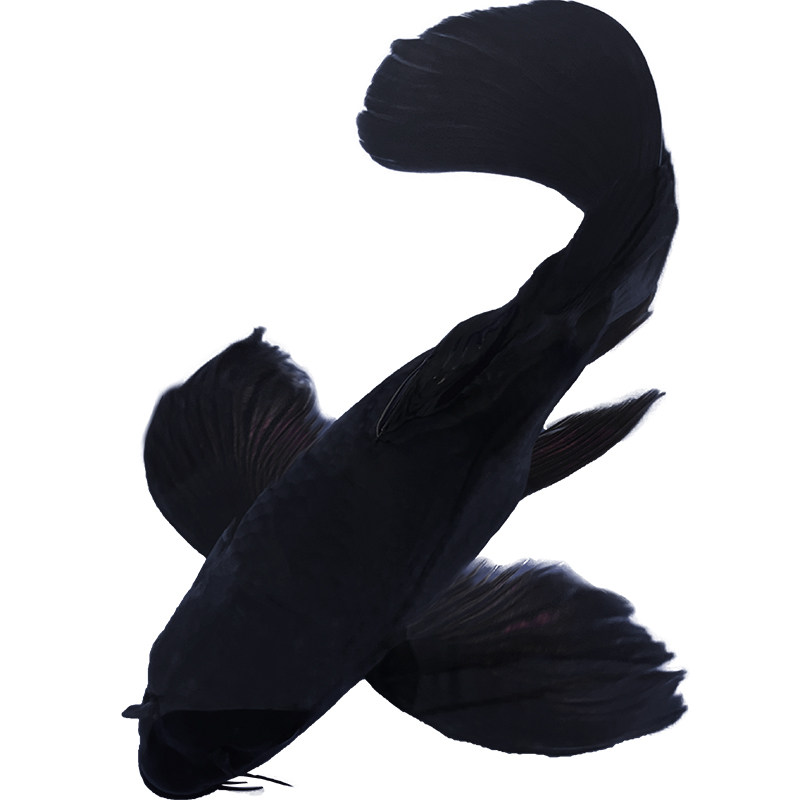 黑龙蝶鲤彗星蝴蝶球体招财冷水鱼长尾观赏金鱼鱼