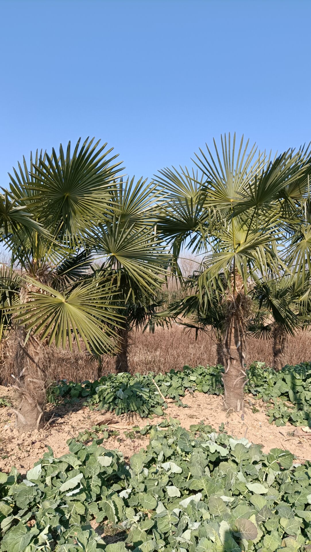 棕榈树蒲葵扇子招财树老人棕树绿化景观行道树绿植