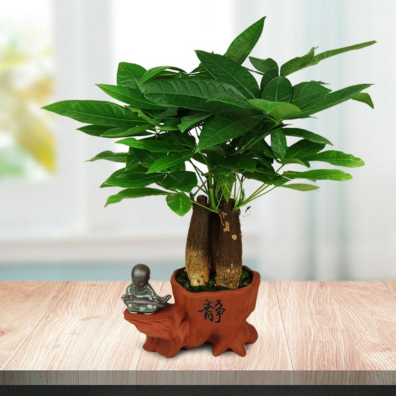 武汉小发财树盆栽办公室客厅室内办公桌小盆景净化空气好养植物
