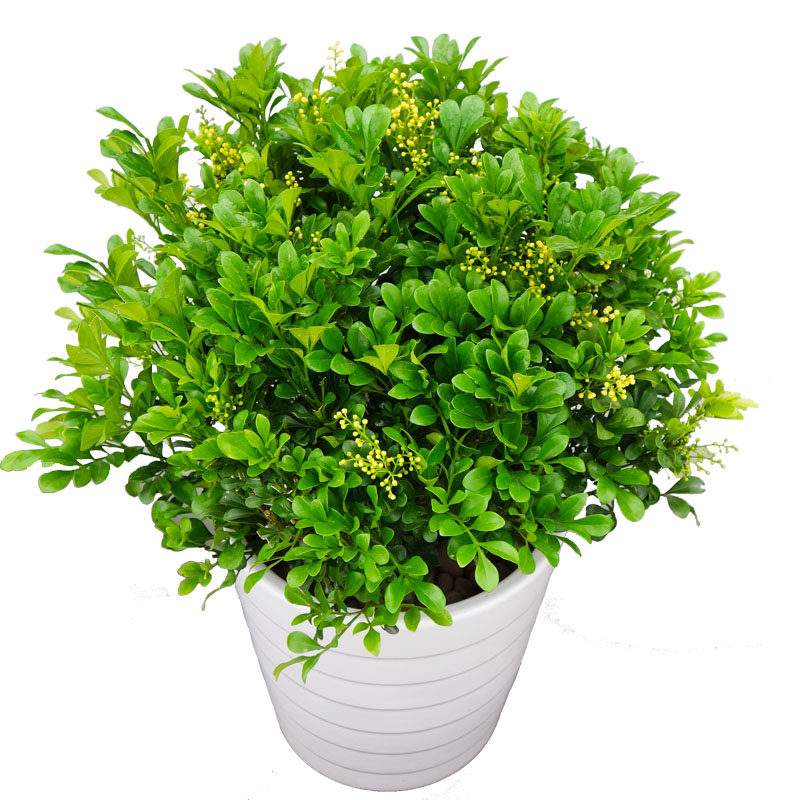 开花米兰花植物很香室内四季盆栽阳台窗台喜阳大型绿植