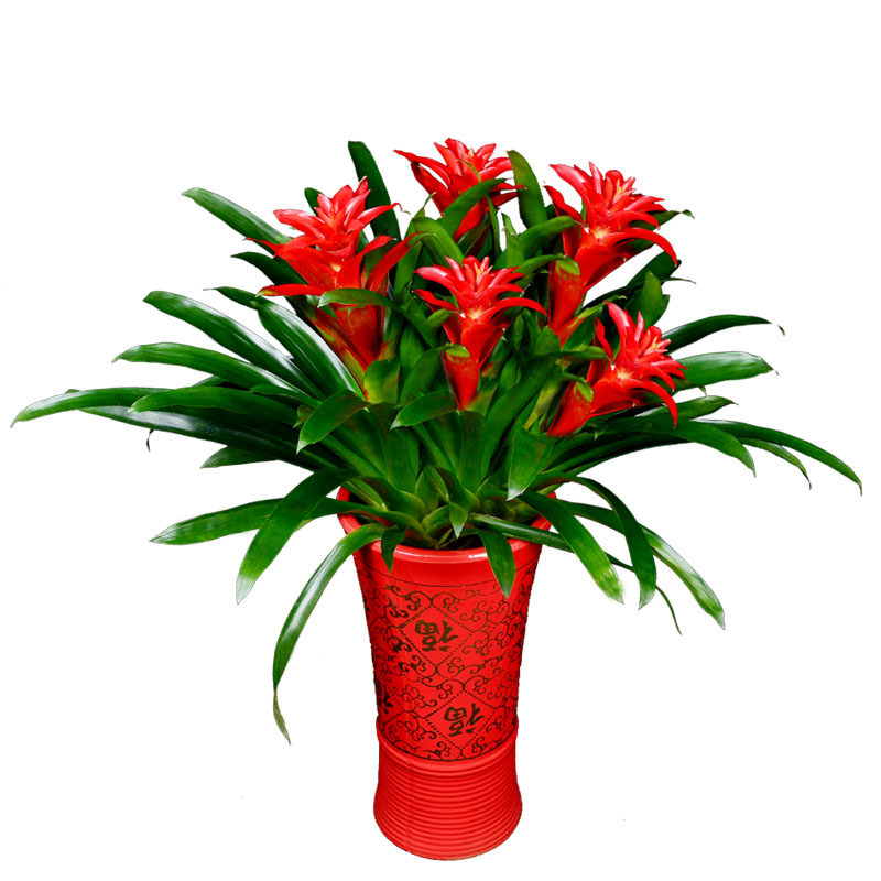 武汉同城过年花开业送礼落地盆栽鸿运当头好运年年四季红花好彩头