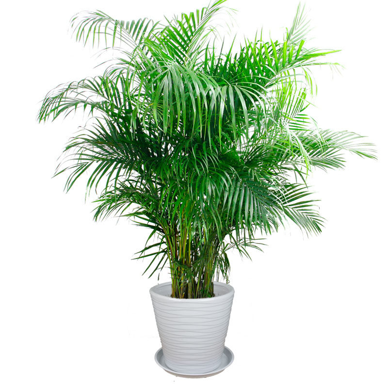 武汉同城大型开业送礼植物散尾夏威夷富贵椰子大型绿植