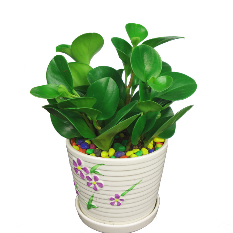 武汉同城小型植物防辐射电脑宝贝碧玉茶几电脑桌大型绿植