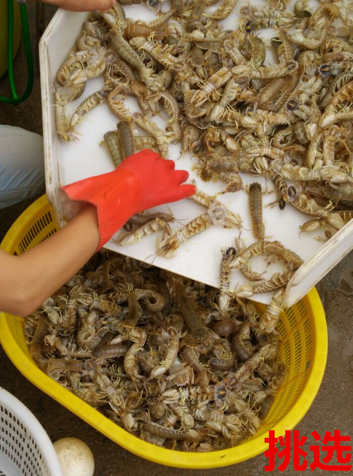 顺丰包邮500g大号皮皮虾水产海鲜鲜活野生虾耙活虾