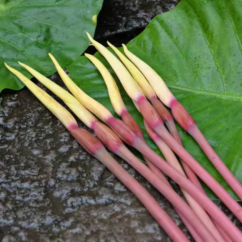 芋头现货云南新鲜荷花孕妇蔬菜农家自种2斤其它