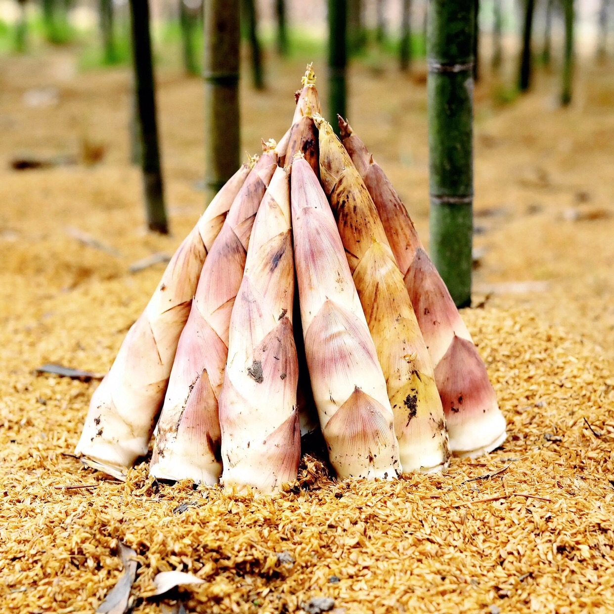 竹笋春笋雷笋小浙江临安天目新鲜现挖鲜嫩大中竹笋