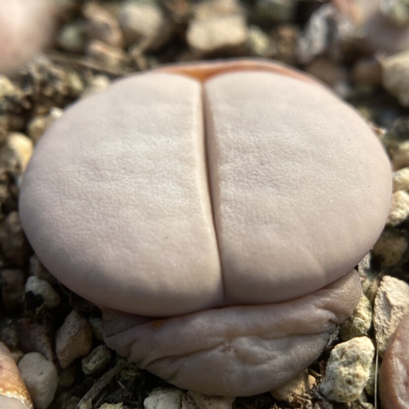 多肉白曲生石花c244三年植物番杏肉锥四季多肉植物