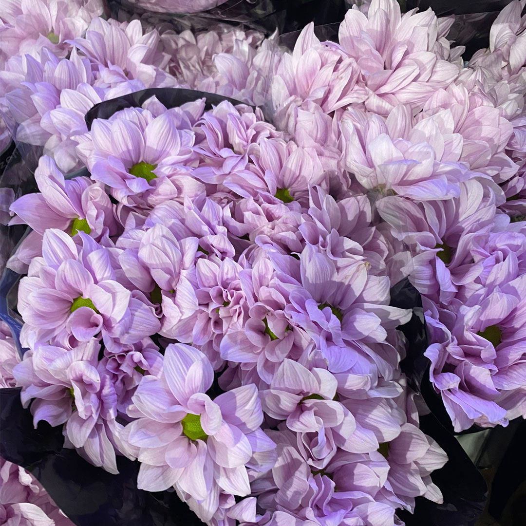 荷兰进口小雏菊三文鱼鲑鱼多头菊花吸色鲜花家庭水养插花空运包邮