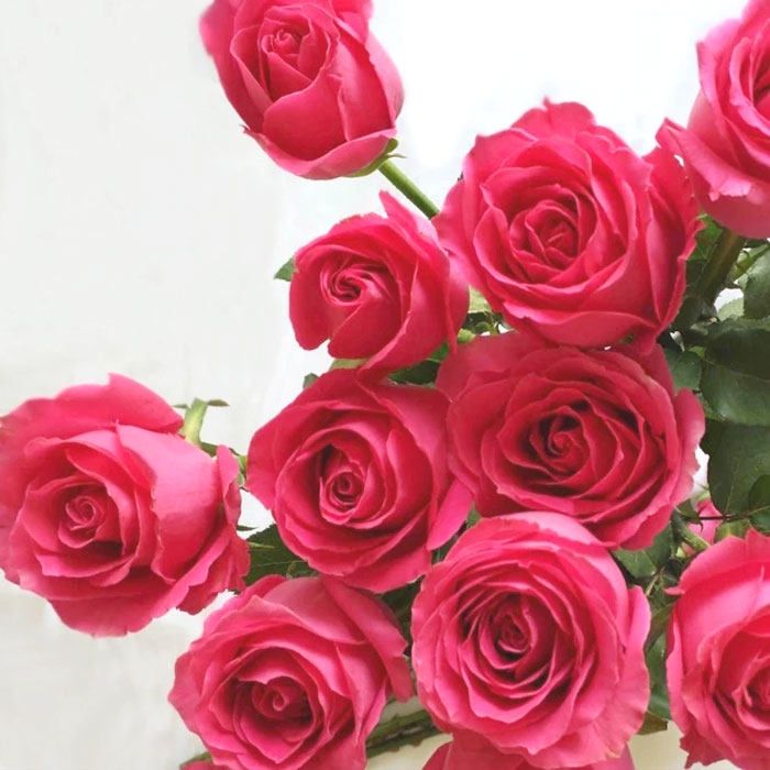 大桃红玫瑰鲜花花苞红色单头昆明直发家庭办公室鲜花速递同城