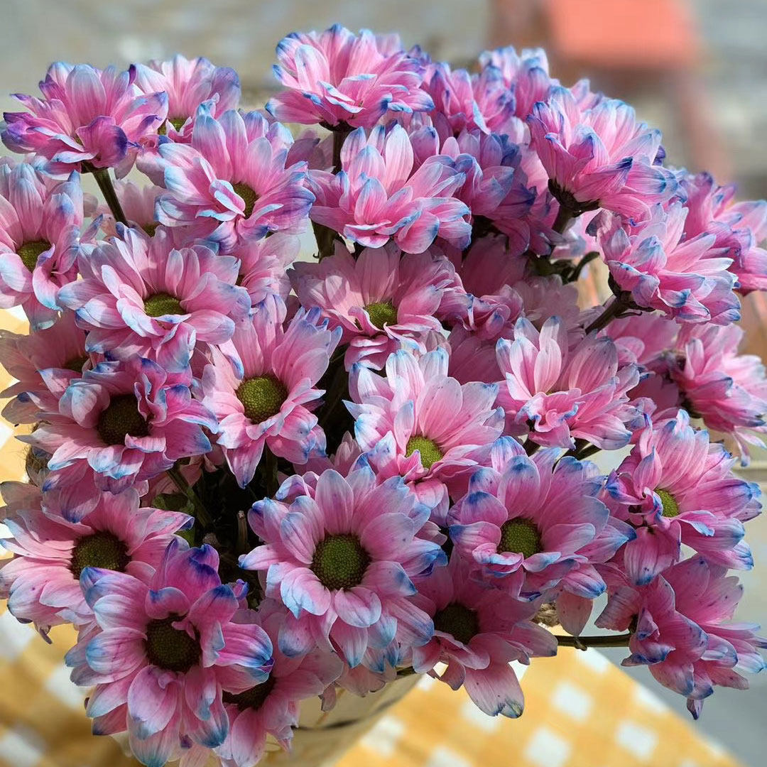 荷兰进口小雏菊三文鱼鲑鱼多头菊花吸色鲜花家庭鲜花速递同城