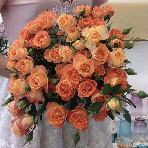 云南昆明鲜花多头玫瑰狂欢迷雾巧克力泡泡蔷薇鲜花速递(同城)