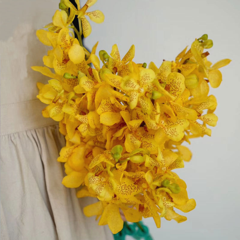 云南基地直发千代兰万代兰鲜花真花空运包邮家庭用办公室插花10枝