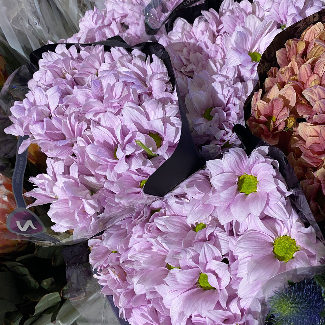 荷兰进口小雏菊三文鱼鲑鱼多头菊花吸色鲜花家庭水养插花空运包邮