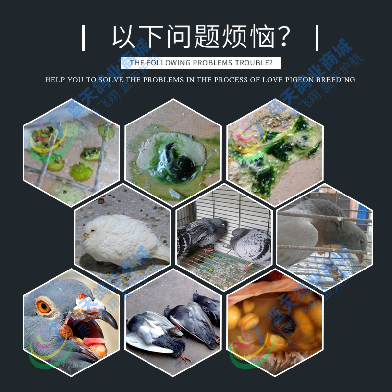 鸽药新城疫腺病毒沙门氏菌防治豪翔鸽子药六疫清赛信鸽用品水绿便