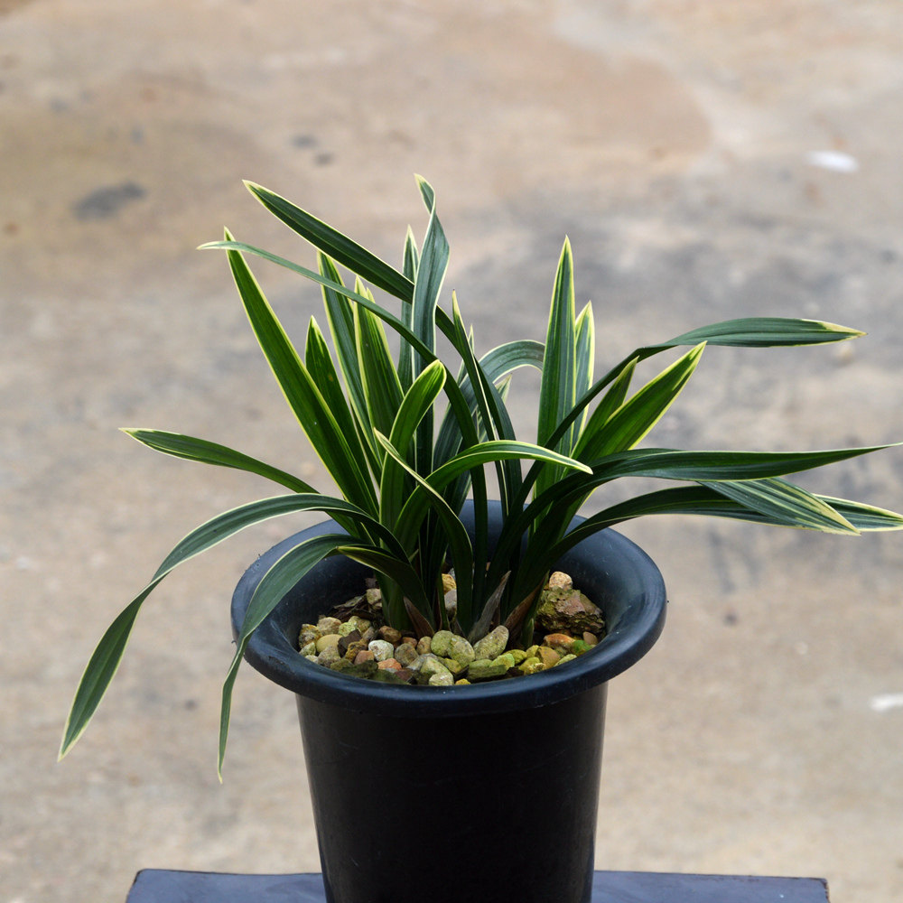 兰花边线绿植花卉窗台阳台盆栽花苗金边线矮种时令草本花卉