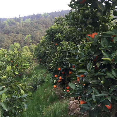 重庆长寿血橙基地图片