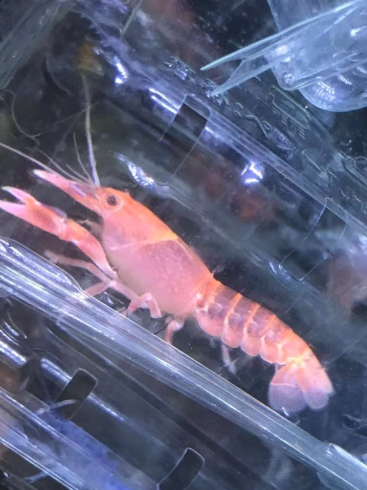 木纹网球非洲巨网迷你侏儒双带火山破坏观赏虾