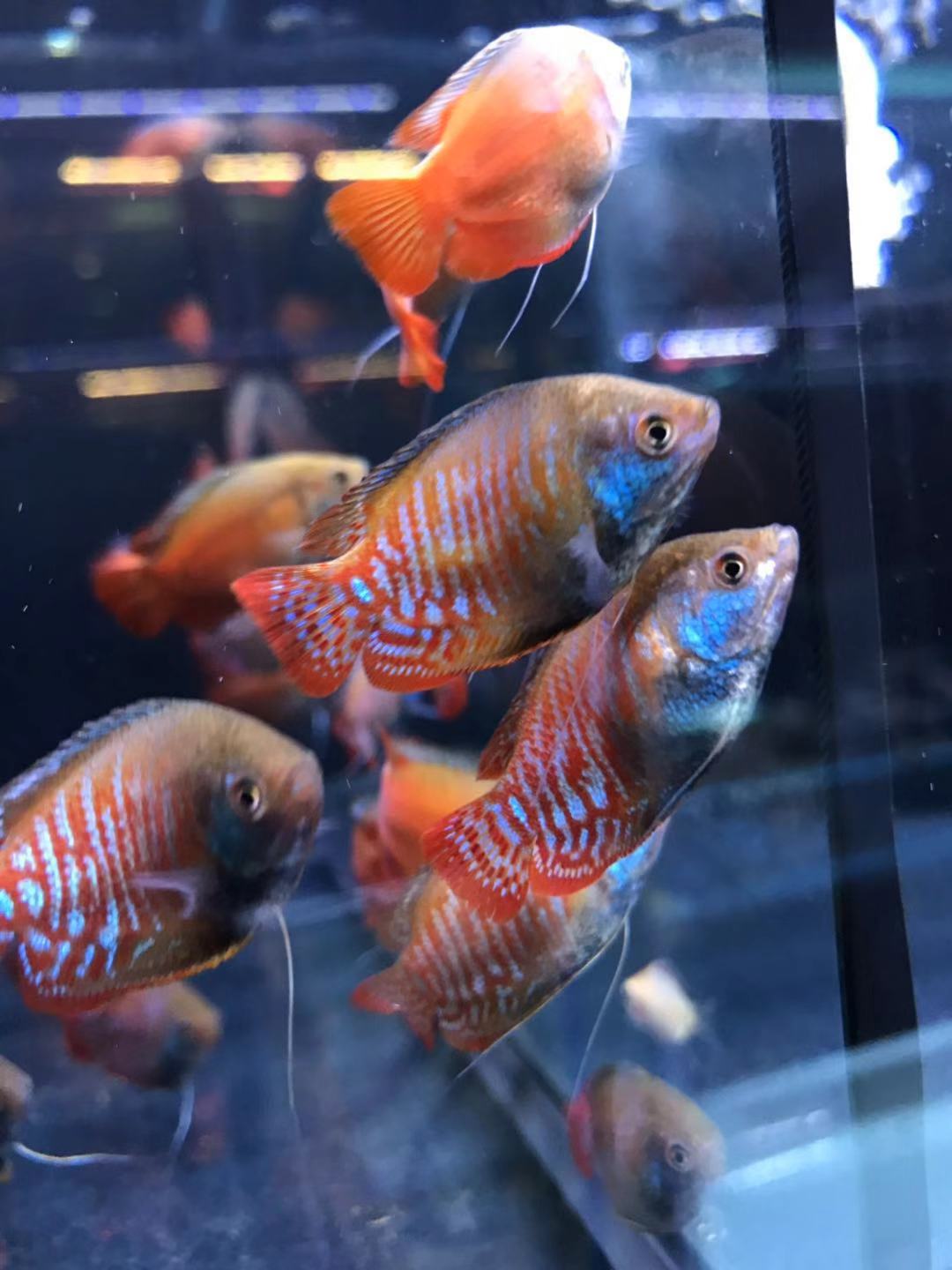 搁浅水族五彩丽丽血红丽丽鱼灯鱼热带鱼观赏鱼群游工具鱼南美草缸