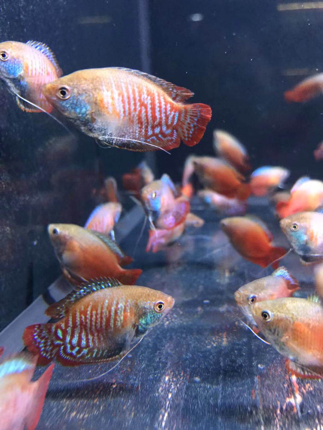 小型热带观赏鱼活体淡水迷你红绿灯冷水小型灯科鱼群游混养微型鱼