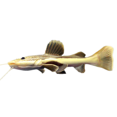 狗仔热带活体包活体观赏鱼大型底层风水鸭嘴鲶红尾鱼