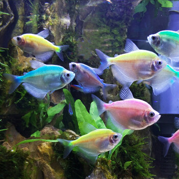 彩裙柠檬天使鱼七彩彩群鱼扯旗鱼热带鱼活体群游鱼