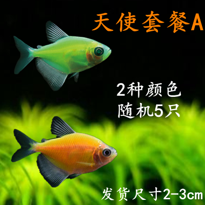 彩裙鱼柠檬天使鱼七彩群鱼扯旗鱼热带鱼活体群游观赏鱼草缸鱼包活