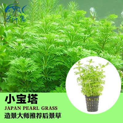 绿菊大宝宝塔绿羽羽毛宫廷蜈蚣水族箱鱼缸造景水草