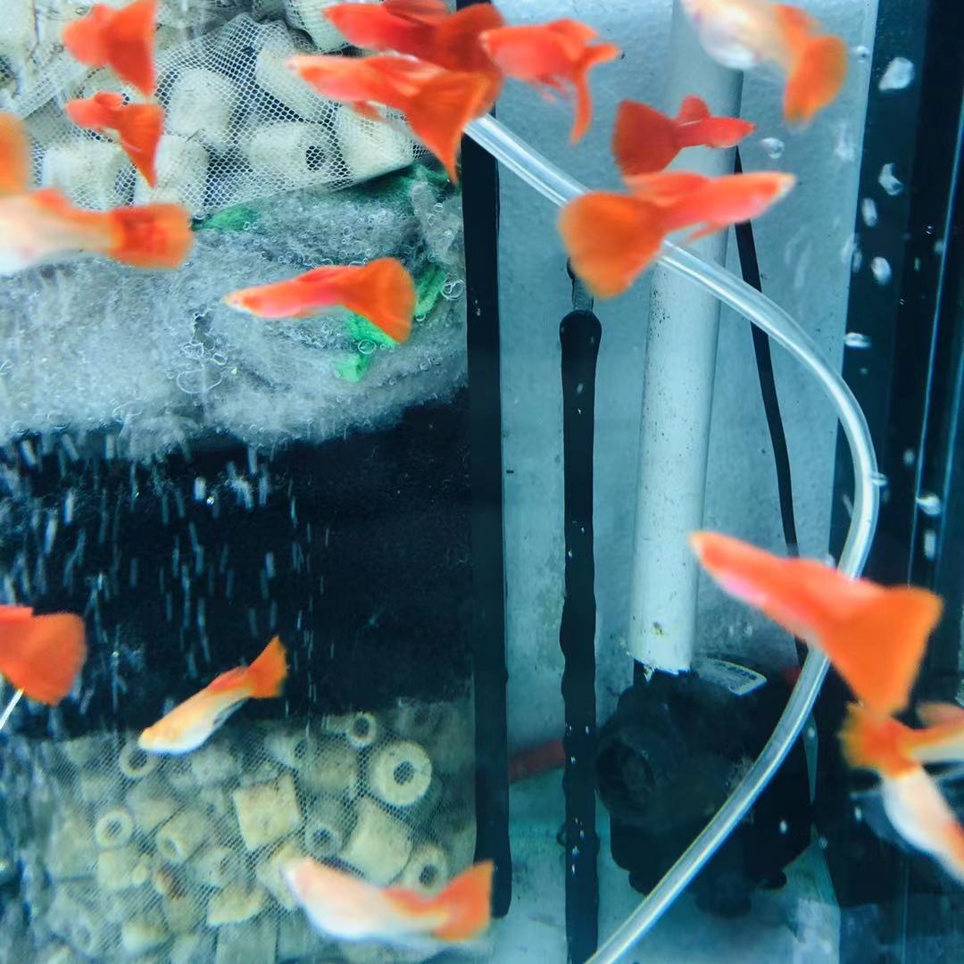 下崽狂魔胎生凤尾鱼淡水杂袍玛丽热带孔雀鱼孕鱼