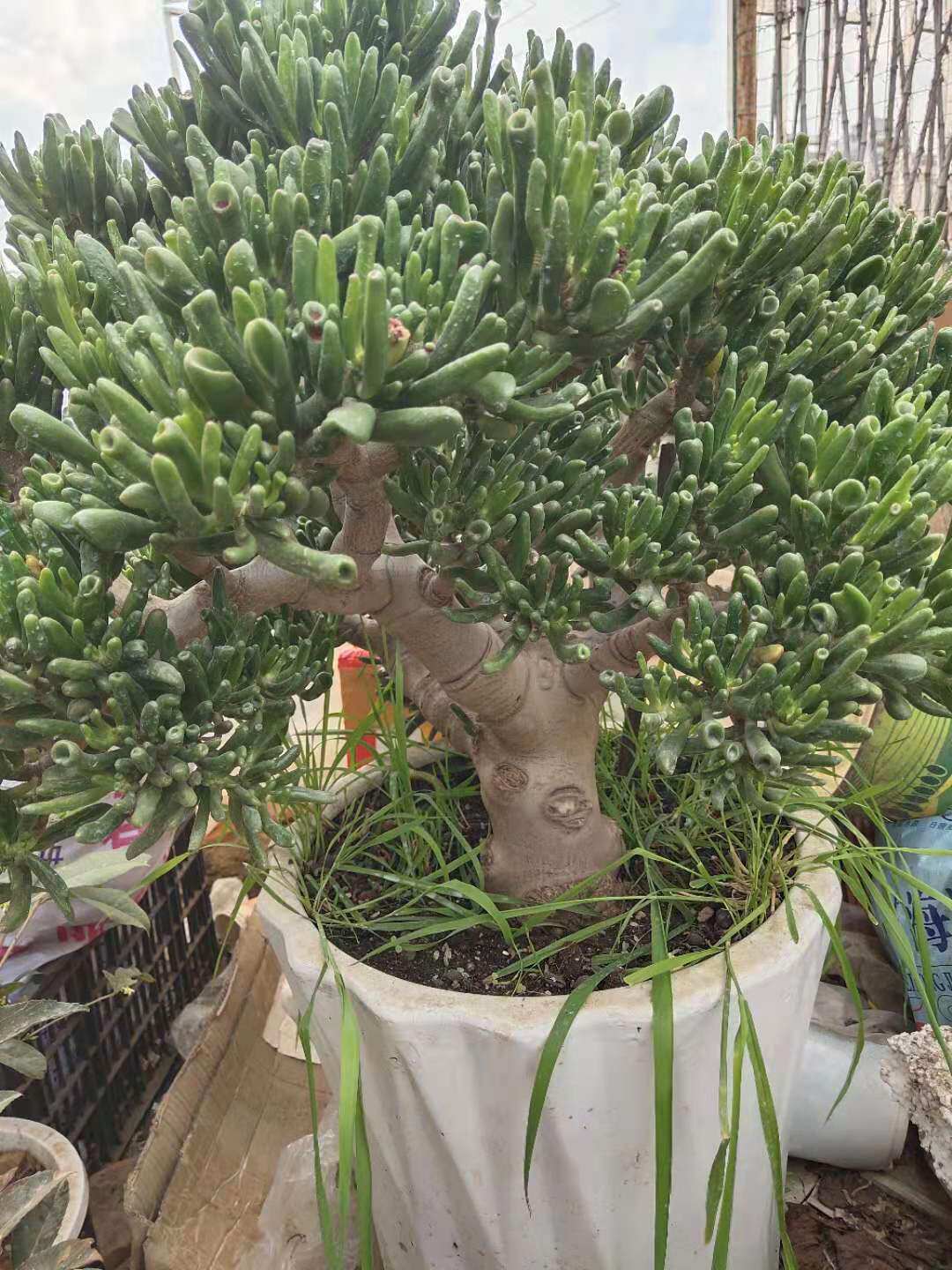 吸财树多超大自然群生一物一图气候寒冷季节勿拍多肉植物