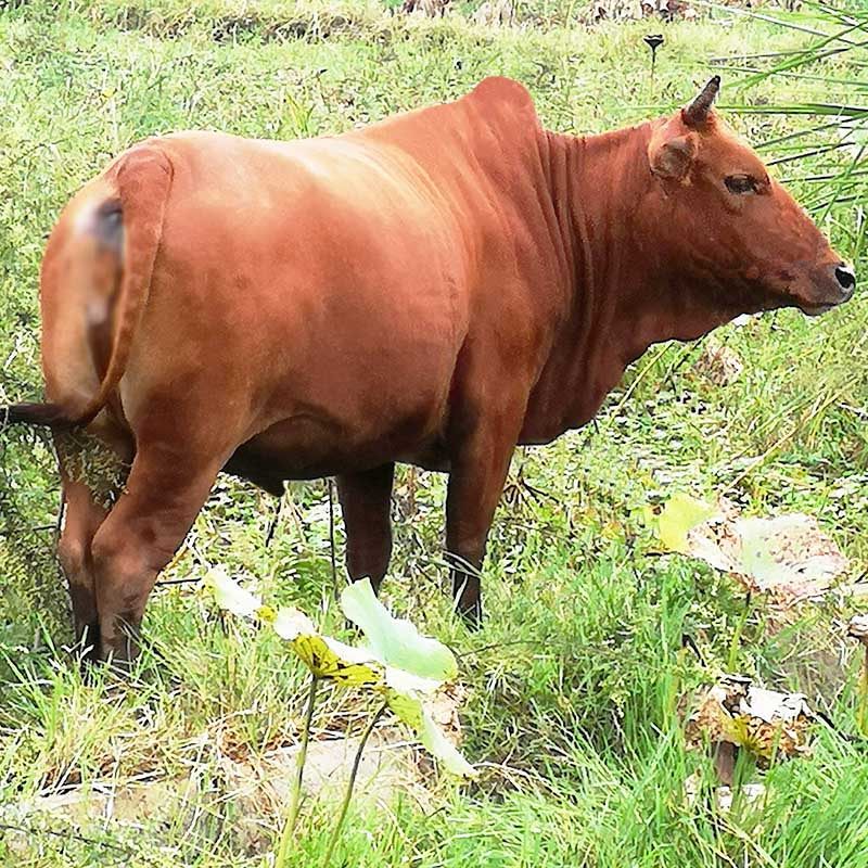 新鲜不带皮小黄牛牛腿1斤尝鲜包邮贵州农家生牛肉