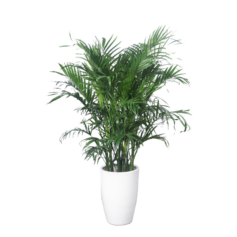 西安同城散尾夏威夷大型室内商场富贵叶子绿植大型绿植