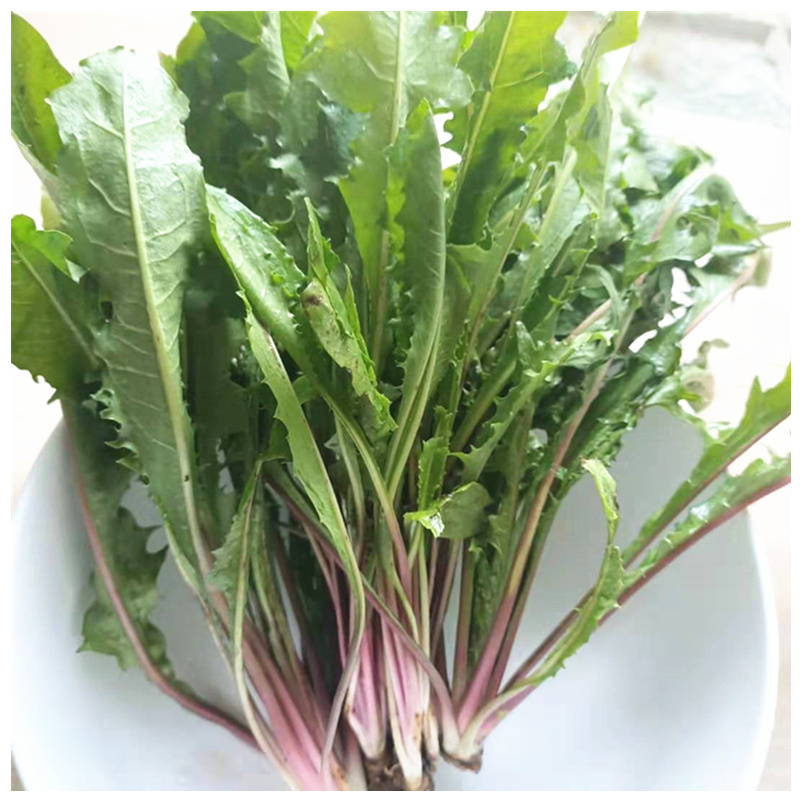 新鲜野生蒲公英现挖野菜整棵带根叶生的1斤干净纯婆婆丁新鲜包邮
