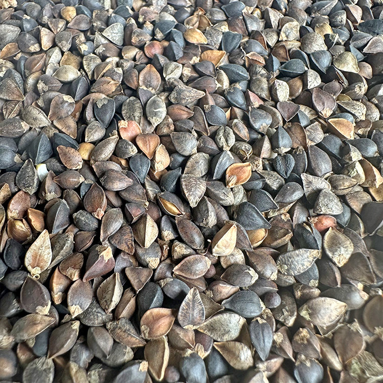 鹦鹉荞麦带壳虎皮玄凤牡丹鸟粮500g鸟食