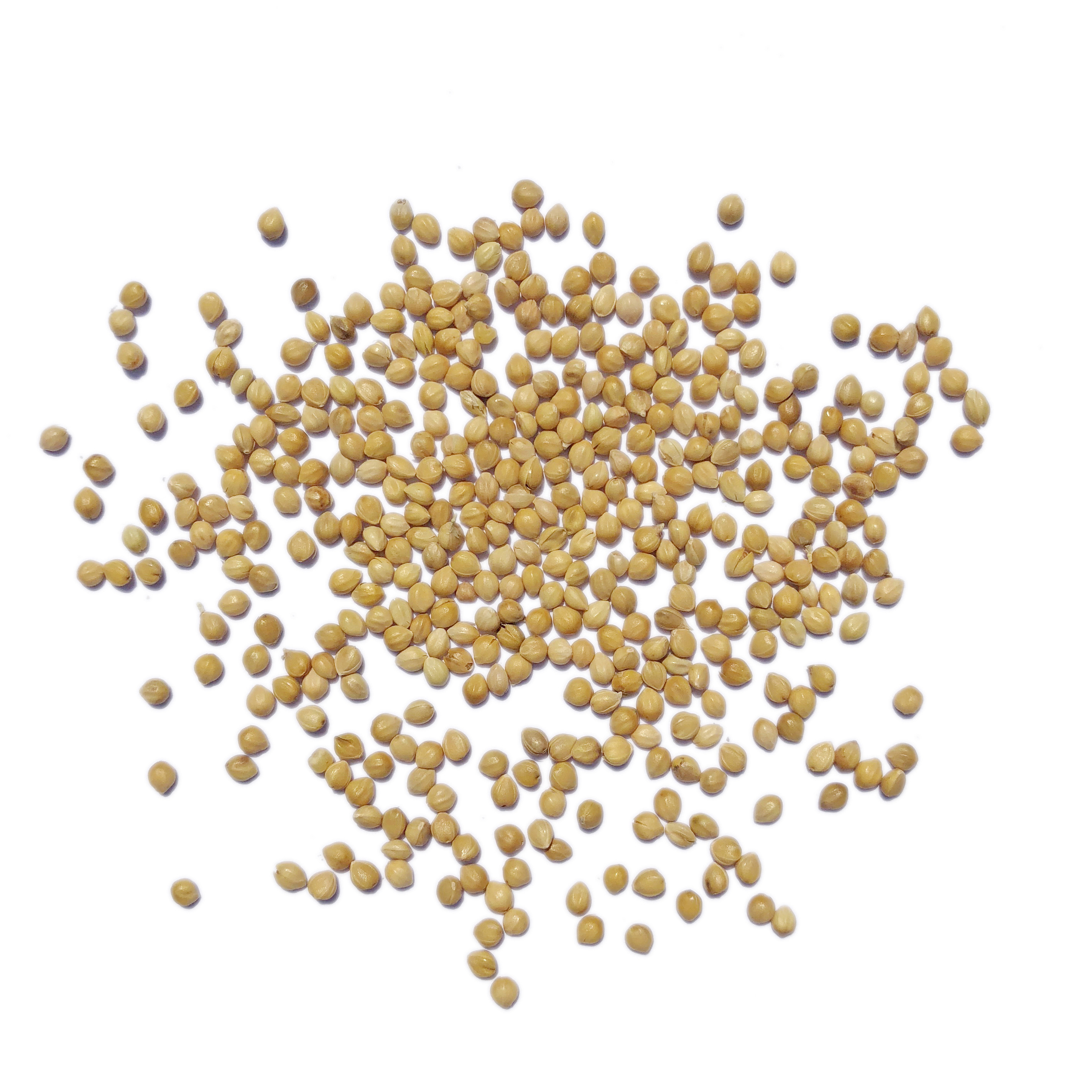 a级大颗粒带壳小米谷子/虎皮牡丹玄凤/文鸟/鸟食/鸟粮/鸟饲料500g