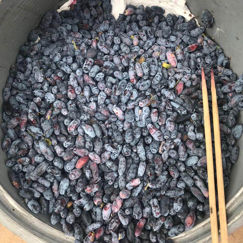 21年野生蓝靛果干茄子东北100g无添加无糖可泡蓝莓