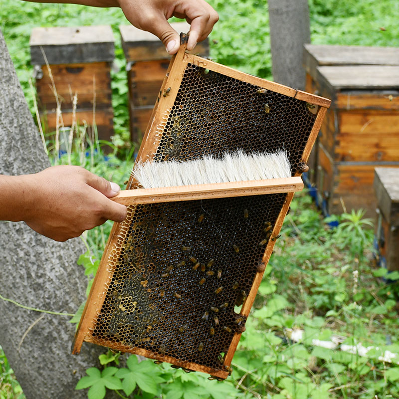 蜂扫蜜蜂刷柔软专用蜂扫马尾蜜蜂刷直柄三排马尾蜂扫包邮养蜂用品