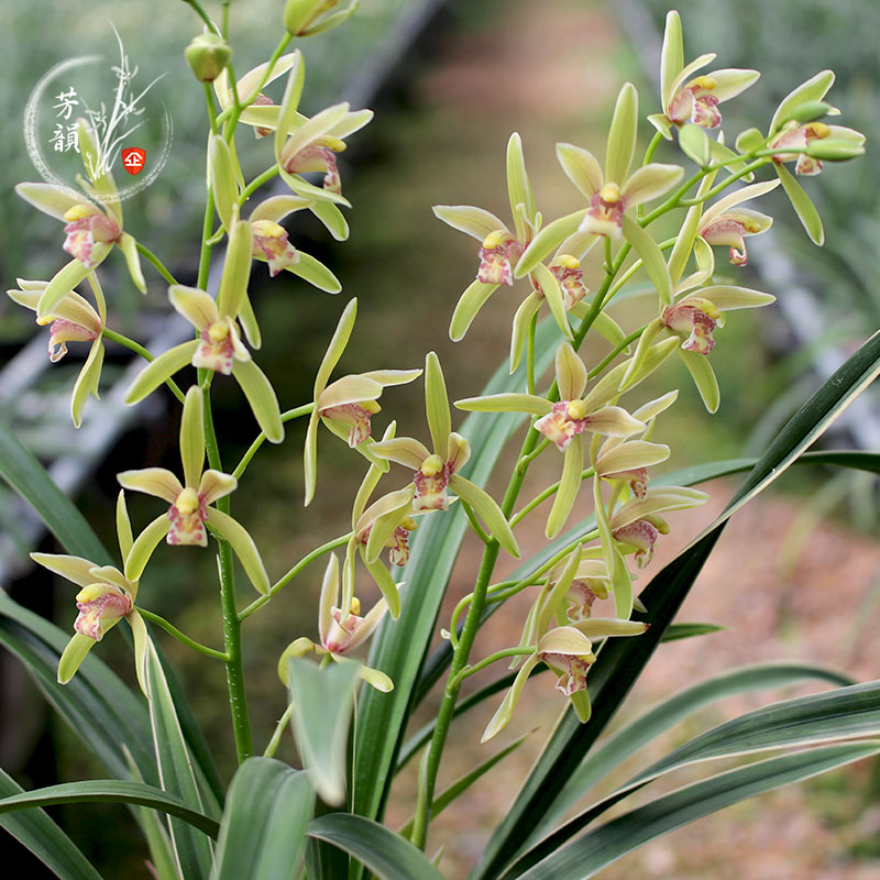 兰花好养室内植物花卉凤冠花苗金凤冠建兰四季国兰