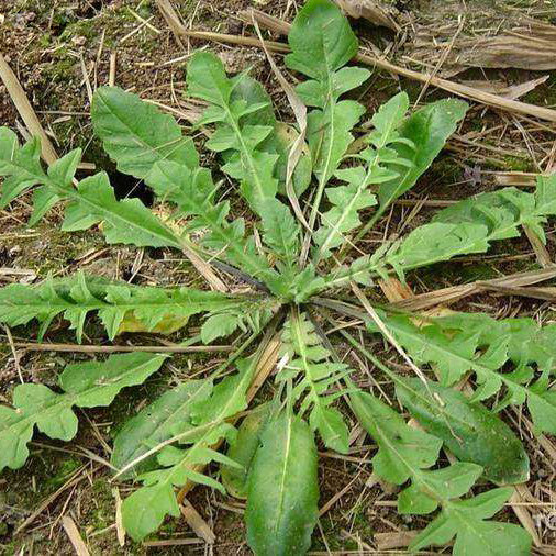 大叶野生荠菜种籽种子蒲公蒲公英英苗地菜秋冬季家庭园艺种子